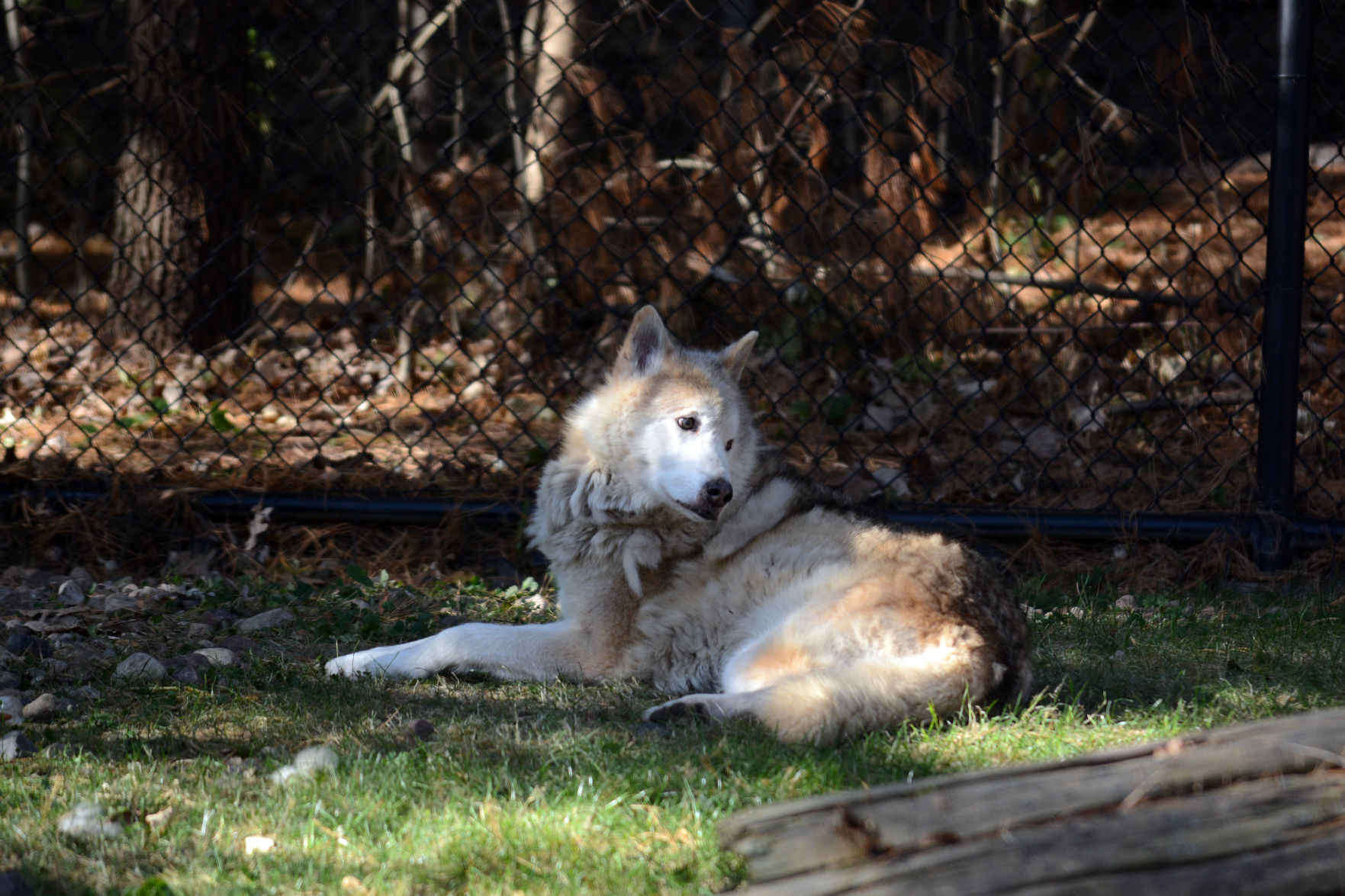 Scenes from Baraboo's Ochsner Park Zoo, Nov. 7, 2020